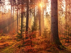 Luz calmante musica relajante para meditar reflexionar escribir