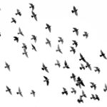 musica naturaleza aves bls bilateral binaural