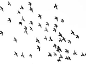 musica naturaleza aves bls bilateral binaural
