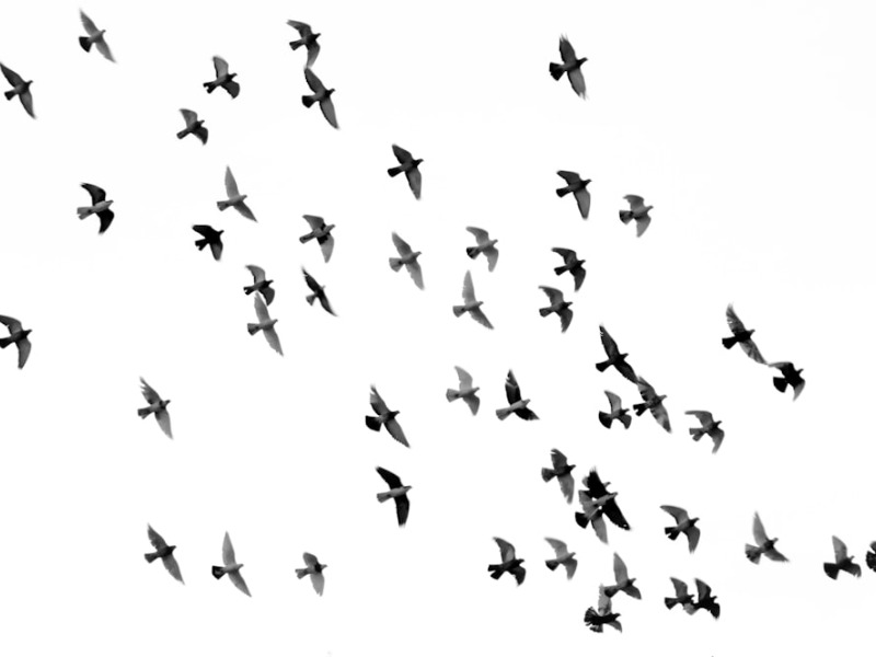 musica naturaleza aves bls bilateral binaural