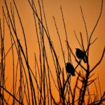 musica con aves de fondo relajante y tranquila
