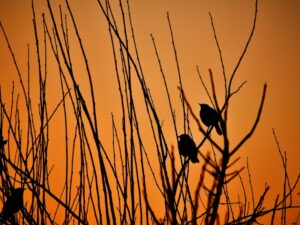 musica con aves de fondo relajante y tranquila