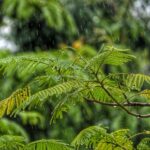 sonido naturaleza lluvia selva tropical musica relajacion calma paz bienestar blstherapy emdr