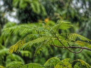 sonido naturaleza lluvia selva tropical musica relajacion calma paz bienestar blstherapy emdr