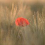 gratitud ejercicio audio guiado meditacion paz bienestar amor emdr blstherapy