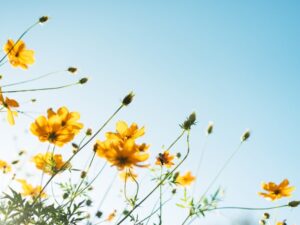 ejercicio guiado con estimulacion bilateral alternada emdr relajacion claridad calma