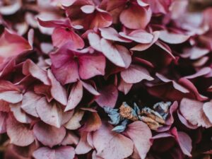 "Un álbum que reúne cinco composiciones sonoras diseñadas para nutrir tu calma y bienestar. Cada pista es una invitación a desconectar del estrés y reconectar contigo mismo, ideal para sesiones de meditación, momentos de introspección o simplemente para relajarte profundamente.